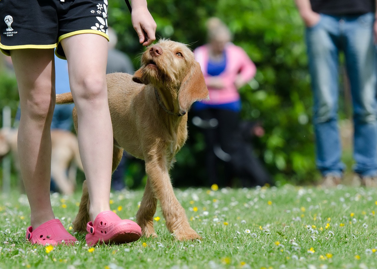 How to Teach Your Dog to Bow